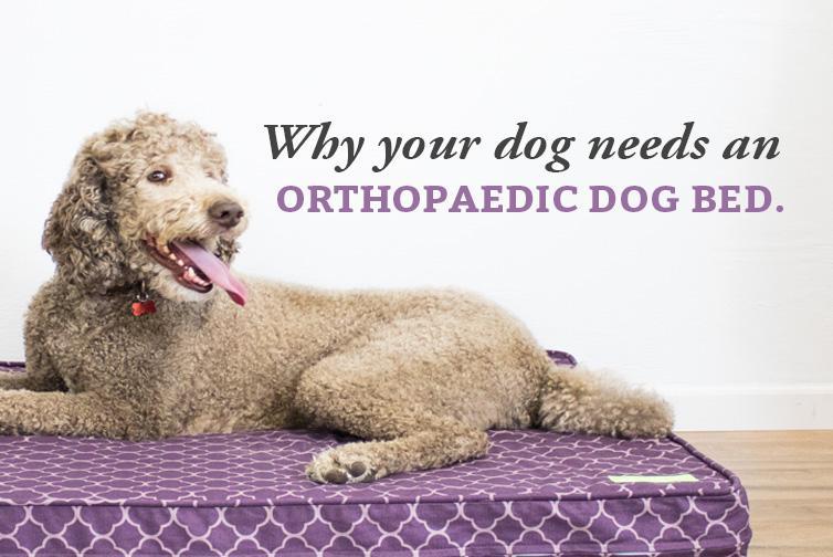 Why Your Dog Needs a Memory Foam Dog Bed