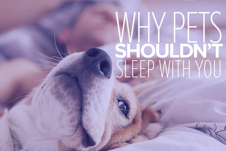 Should I Let My Pet Sleep With Me?