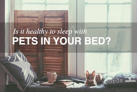 Is It Healthy To Sleep With Your Pets In Your Bed?