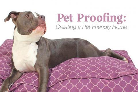 Pet Proofing: Creating a Pet Friendly Home